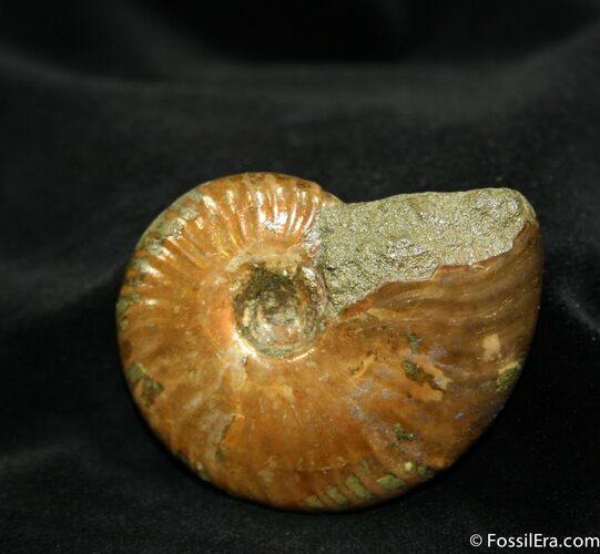 Red/Green Iridescent Ammonite Inches #1050